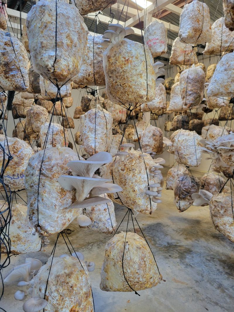 hongos ostra 1